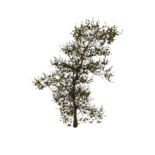 Alder B