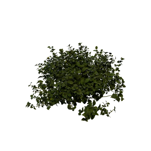 SM SE LargeBush Ex
