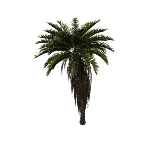 DatePalm SM