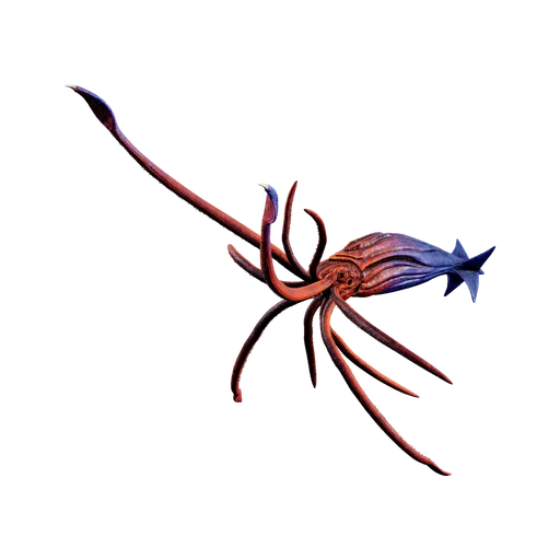 Tusoteuthis