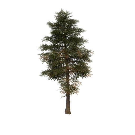 CanopyTall Tree EXT