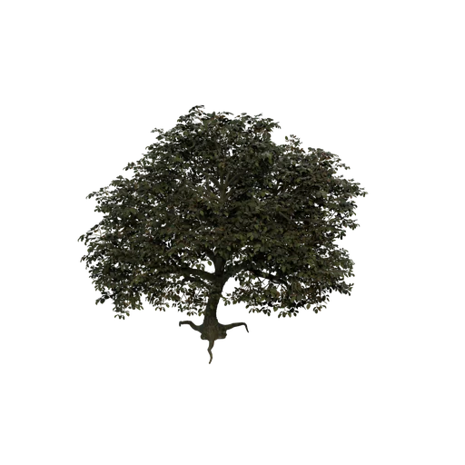 BigFrond Tree EXT SM