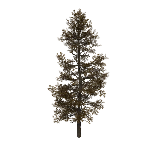 Tamarack B