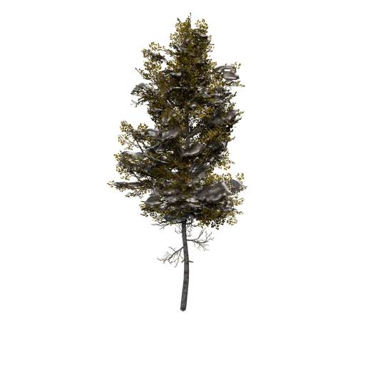 Aspen C Snow