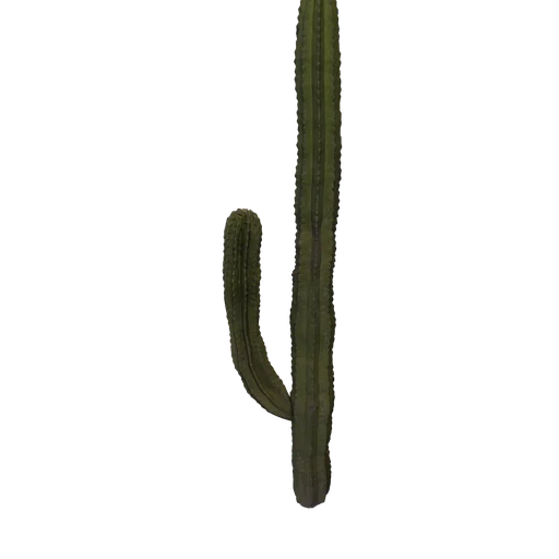 SM Saguaro 3