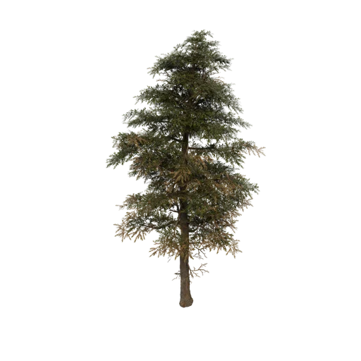 CanopyMed SnowTree