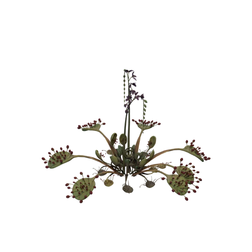 Sundew A