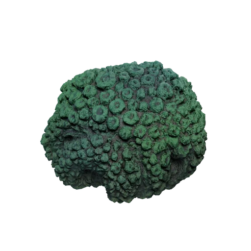 SM AquaticFormationC