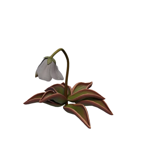 AlpineButterwort B