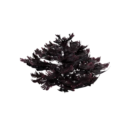 Coral Small purple