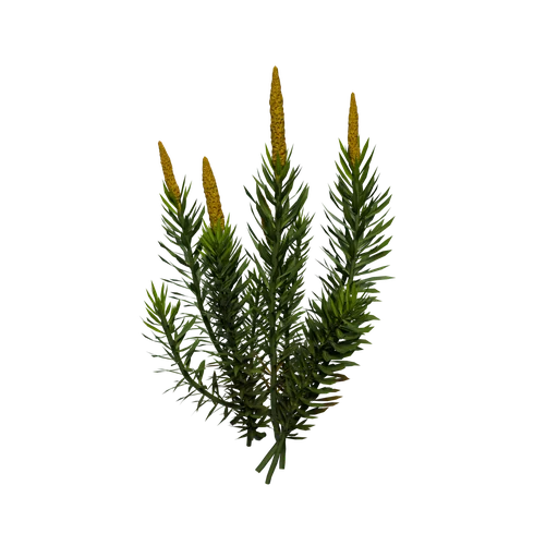 StiffClubmoss A