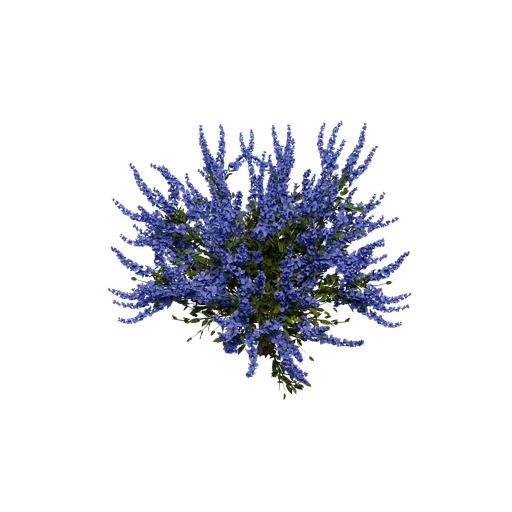 HeatherBush A