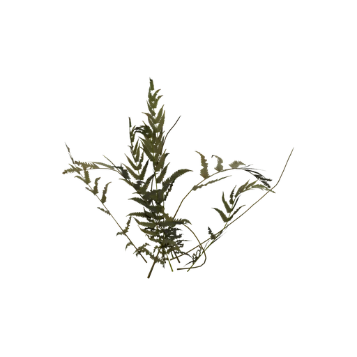 FiddleheadFern D