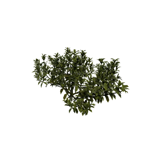 Bearberry A