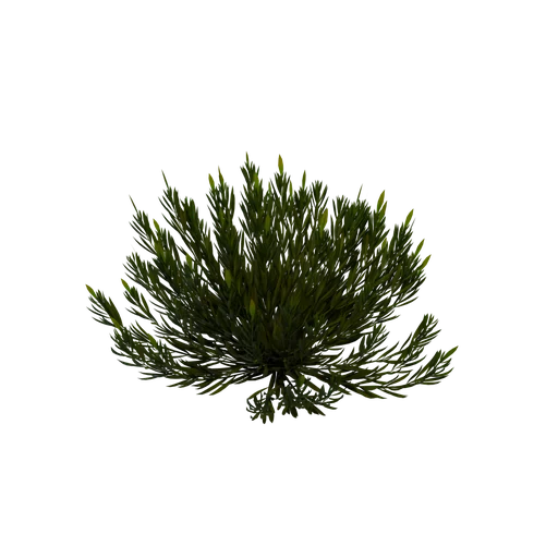 SM Coral A green