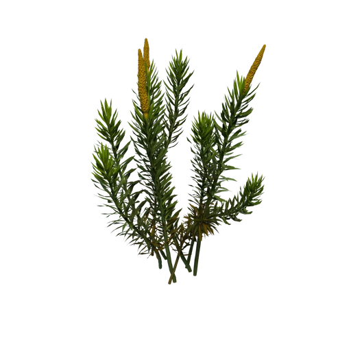 StiffClubmoss B