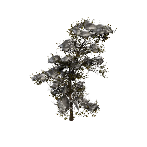 Alder B Snow