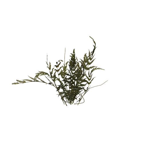 FiddleheadFern C