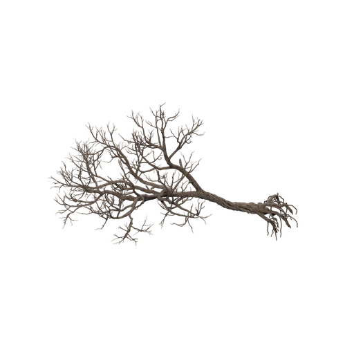 BrokenTropicalTree02