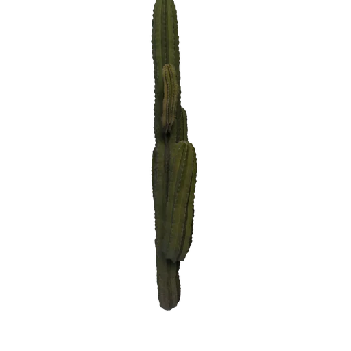 SM Saguaro 4