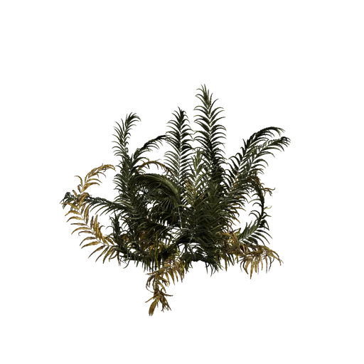 GiantLeatherFern A