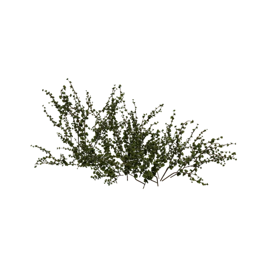 DwarfBirch C