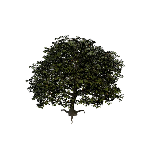 BigFrond Tree SM