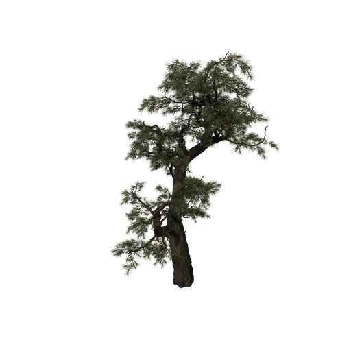 SM HuangshanPine D