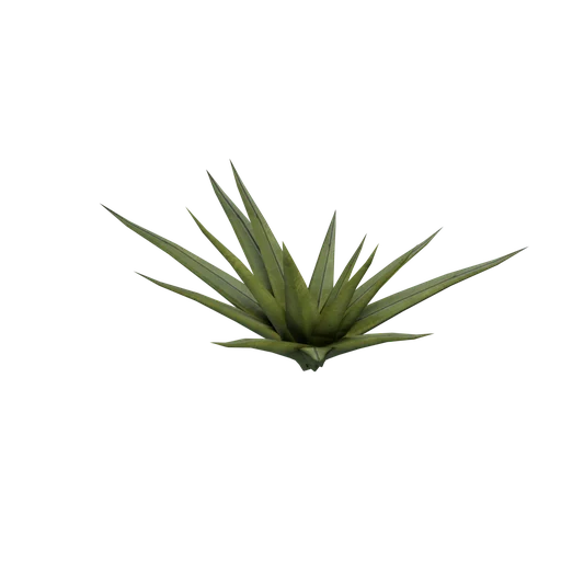 SM Yucca Flowerless Ex