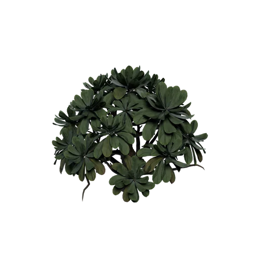 Snorodon C