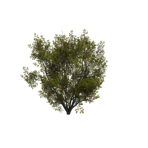 SM IronWood