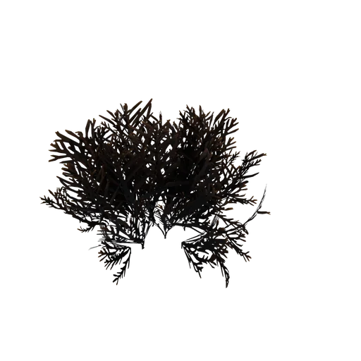 Coral medium3