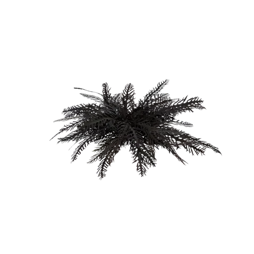 Coral Big