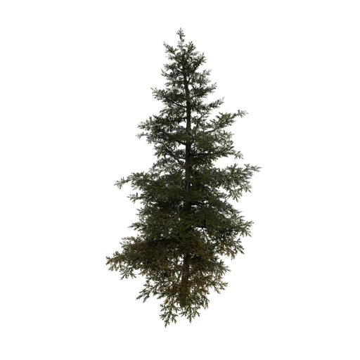 DwarfSpruce B