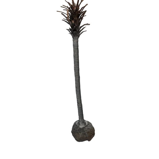 BigPalm SM Jackson