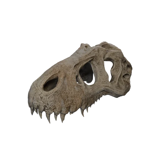 SM Bones Skull 1 Upper