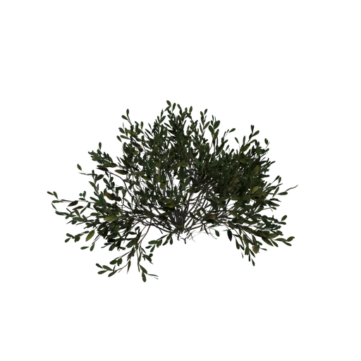 BogMyrtleBush 01
