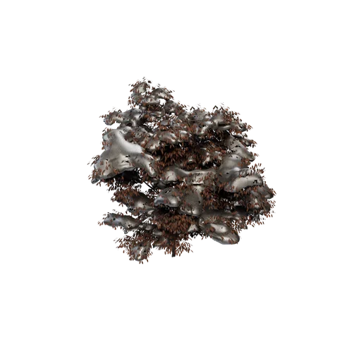 EuonymusAlatus B Snow