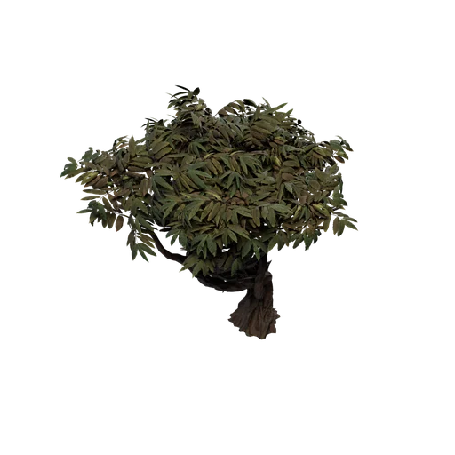 SM SpineyAloe A