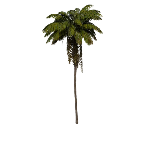 BigPalm B