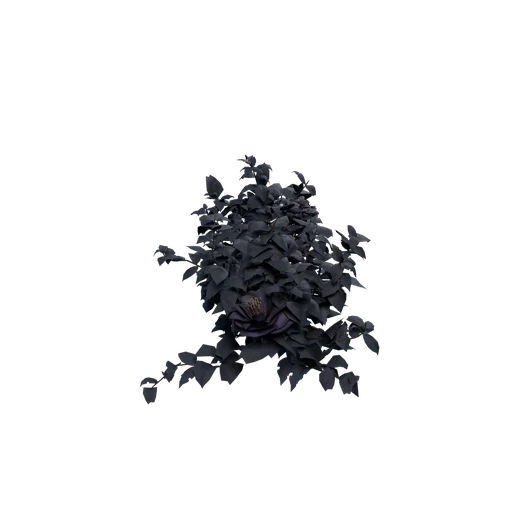 Helleborus C