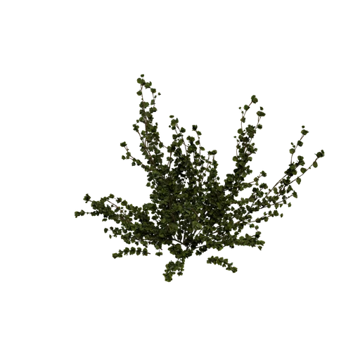 DwarfBirch A