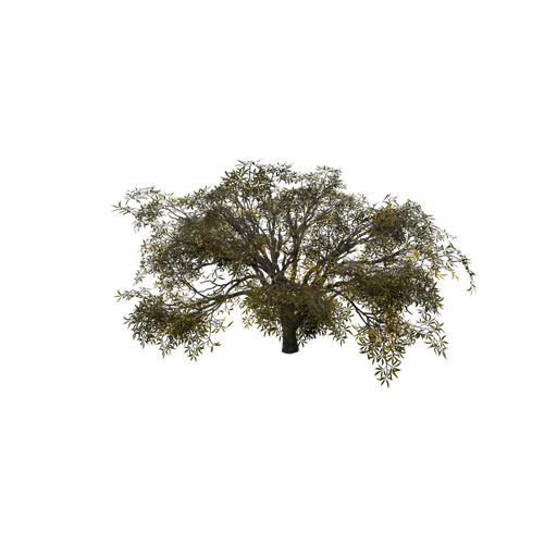 SM DesertUmbrellaThorn