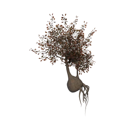 PonyOak C