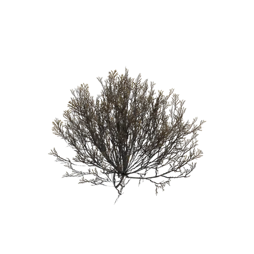 GreyHighDesertBush Dead