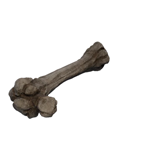 SM Bones 2 Surface
