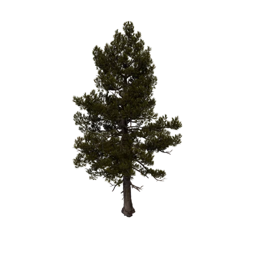 WhitePine C