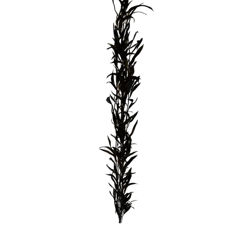 Kelp