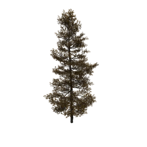 Tamarack A