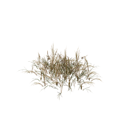 CottonGrass C